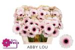 Gerbera mini ABBY LOU, 1 Stiel